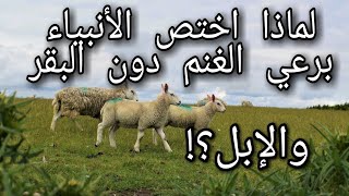 لماذا اختص الأنبياء برعي الغنم دون البقر والإبل؟! تابعوا القراءه في صندوق