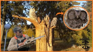 Two Owls From One Stump - Impressive Chainsaw Wood Carving!