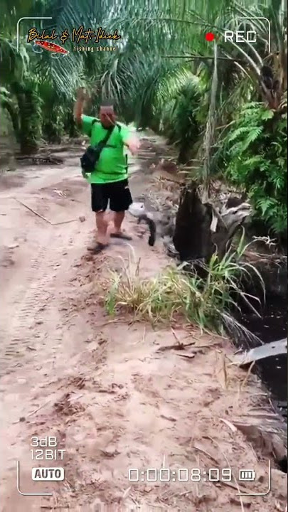 mancing di hutan sawit
