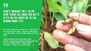Cây Nghệ Bọ Cạp có tác dụng gì - hình ảnh và 10 bài thuốc chữa bệnh thần kỳ từ  cây nghệ bọ cạp …