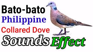 Bato-bato |Tukmo , Pang-akit na huni para lumapit sa bitag . Philippine Collard Dove Sounds Effect .