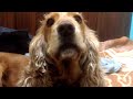 How to talk with human, for Cockers (Cocker Spaniel)