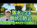 はかせが解説「落水による倒伏の防止」穂が垂れ始めたら落水させて土を固めよう
