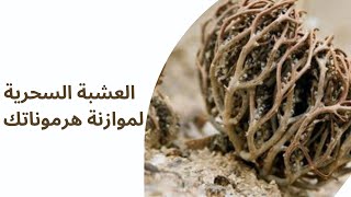 العشبة السحرية لموازنة هرموناتك