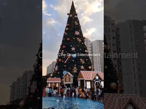 100ft Tallest Tree