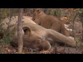 Safari Live : Nkuhuma Lioness and 3 Cubs as seen on morning drive Aug 17, 2016