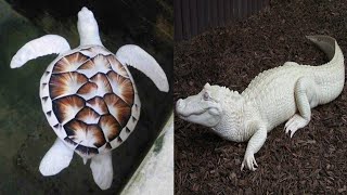 Unusual White Animals That Are So Rare.