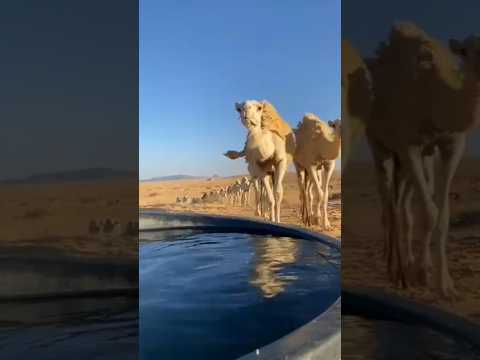 يامل قلب من الفرقاء يحن ويرزم ارزام 