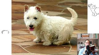 Scottish Terrier also known as the Aberdeen Terrier popularly called the Scottie