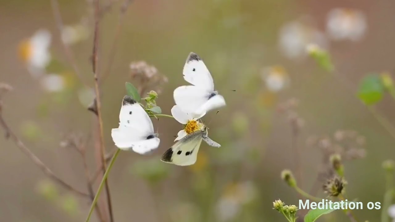 Healing Healing Yoga 528hz 1 hour of happiness with the sound of natural firewood burning