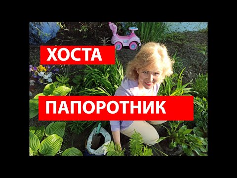 ХОСТА. ПАПОРОТНИК. Как посадить хосту. Как посадить папоротник. Посадка и уход. Хоста на даче