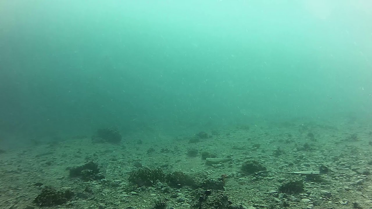 Underwater live cam Adriatic sea YouTube