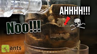 MISSING ANT COLONY?!