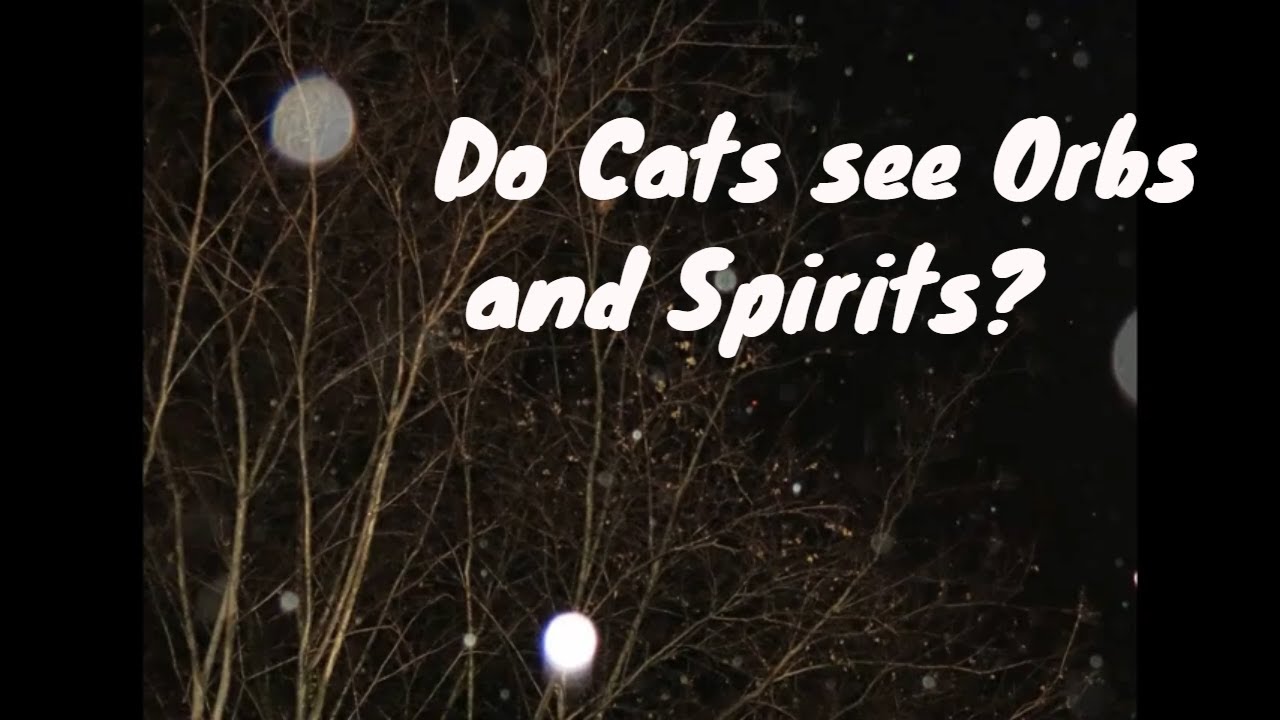 Do Cats see Spirits & Orbs? Maybe our Pets who have Passed? Ragdolls & Siamese Kits play with Orbs