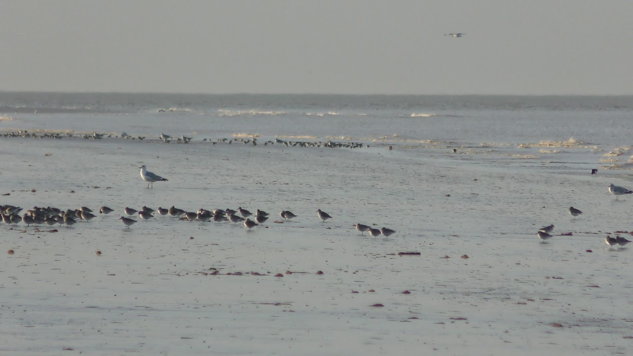 airshow schedule upload Flock of Golden plover on beach Titchwell Norfolk 14nov18 320p