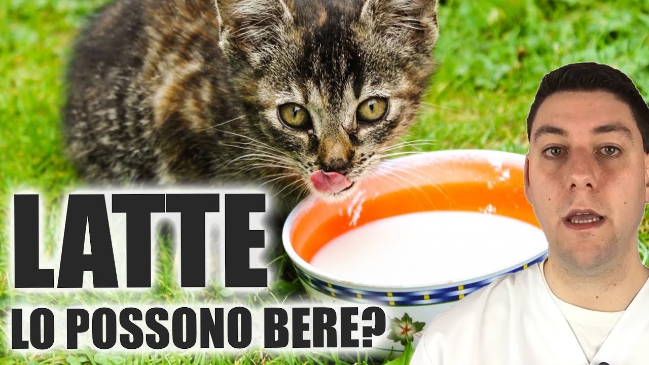 Si Può Dare Enterogermina Al Cane