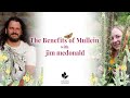 Health benefits of mullein with jim mcdonald