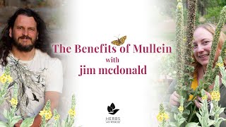 Health Benefits of Mullein with jim mcdonald