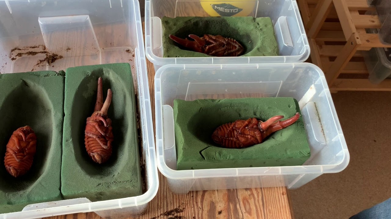 Dynastes hercules hercules - Weitere Puppen