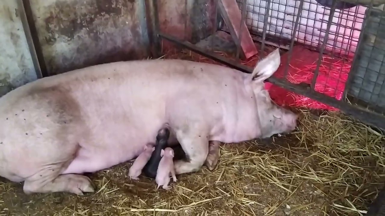 Свинарник на 10 голов своими руками: инструкция, фото и видео