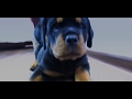 Щенок Ротвейлера первые тренировки / Rottweiler Funny Puppy Traning