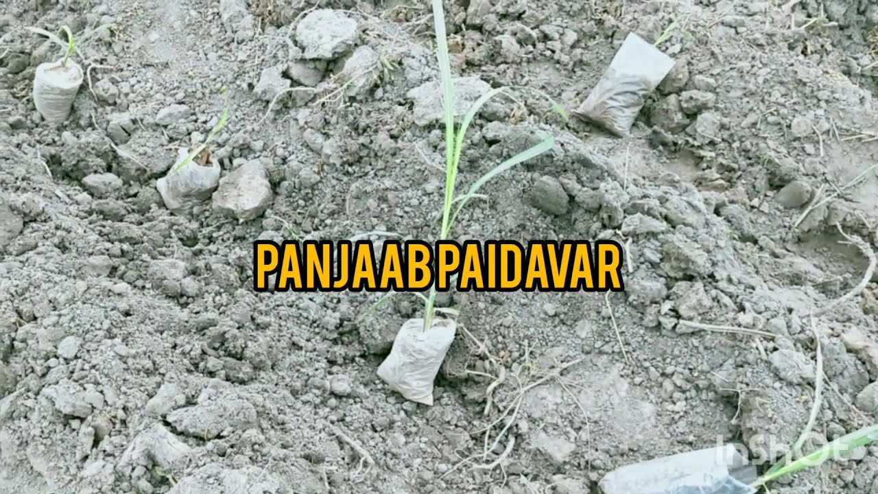 ਗੰਨੇ ਦੀ ਪਨੀਰੀ । Sugarcane Nursery Plants ।  Panjaab Paidavar । Sukhi Shergill ।