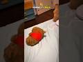 Girl’s Pet Squirrel Became Her Night Guard 🐿️ #funny #pets