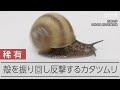 殻を振り回して天敵に反撃する 変わったカタツムリ