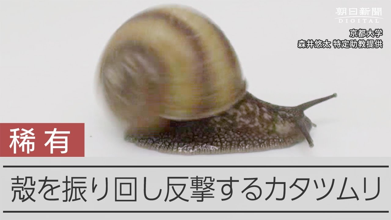 殻を振り回して天敵に反撃する、変わったカタツムリ - YouTube