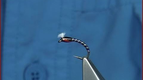 Tying a UV Quilled Buzzer by Davie McPhail