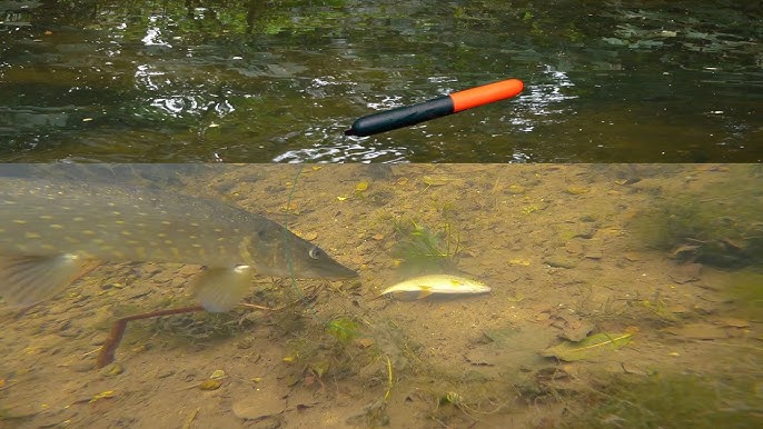 Dead bait rigs for river pike fishing 