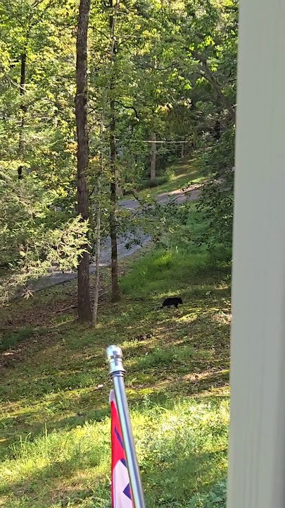 A black bear cub foraging!! Looking up for Mama bear!
