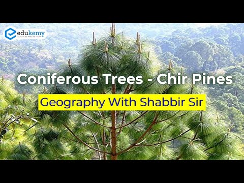 Video: Chir Pine Tree Խնամք