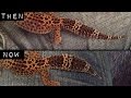 How To Fatten Up A Leopard Gecko Tail