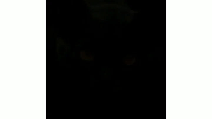 Video 11884801: funny cat black