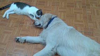 Angry Big Dog Said To Cats: Leave Me Alone To Sleep, Don't Make Me Angry