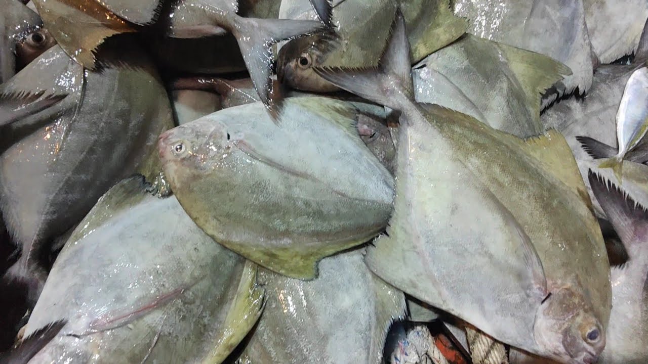 Rezeki selar kuning dan bawal.. pukat jerut TRF1440 bakti 06