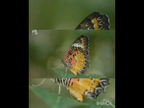 خلق الحلم لفضيلة الدكتور عصام الطيب  الأزهر الشريف