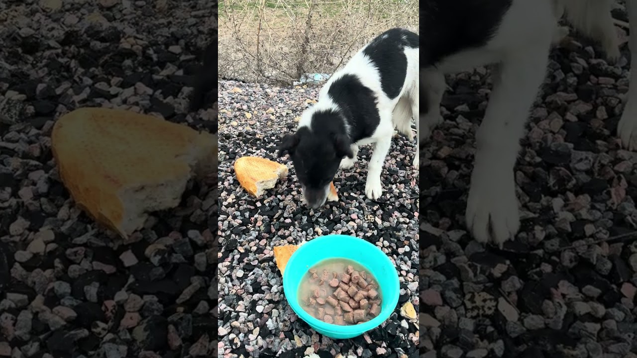 Garibim terk edilmiş nasıl ağladı 😔