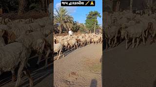 dwarika desh joyo 🙋😍🐑#sheep #animals #shorts