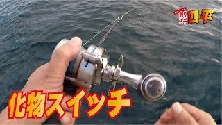 チャリゴの泳がせ釣りにまさかの高級魚(248話目)