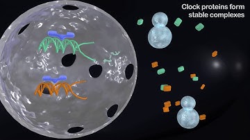 Circadian Rhythms - Inside the Brain