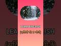 Learn English