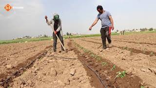 مع بدء موسم زراعة البندورة والباذنجان ،يواجه المزراعون في ريف كوباني الغربي .