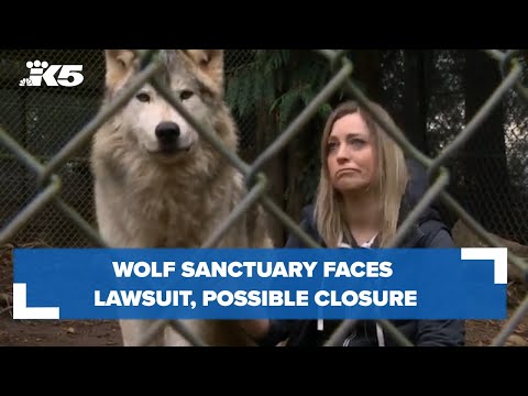 Wideo: Nonprofit Wolf Sanctuary daje uratowanym wilkom psy szansę na prawdziwe życie