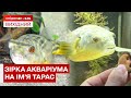 Риба, яка відчуває війну: тетрадон Тарас із Запоріжжя підкорив TikTok