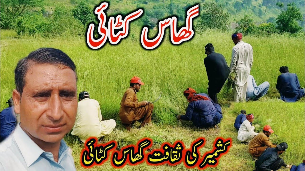 Grass Cutting In Kashmir YouTube grass-cutting-in-kashmir-youtube