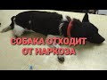 Собака после наркоза