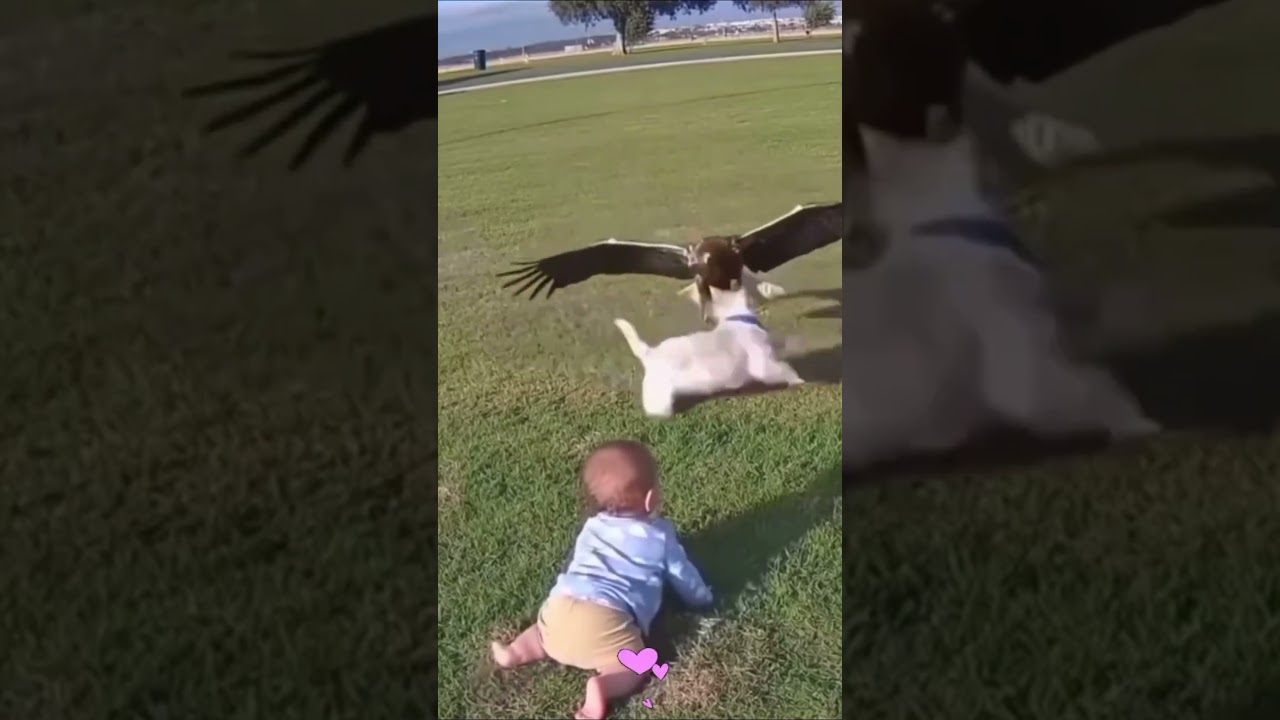 Caught on Camera: Brave Dog Protects Baby from Harm
