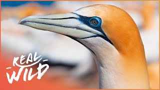 The Gannet: Britain’s Biggest Seabird | Gannets | Real Wild